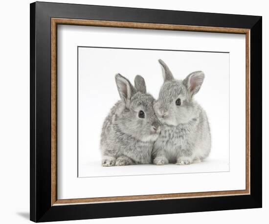 Two Baby Silver Rabbits-Mark Taylor-Framed Photographic Print