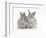 Two Baby Silver Rabbits-Mark Taylor-Framed Photographic Print