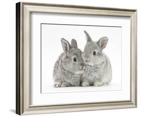 Two Baby Silver Rabbits-Mark Taylor-Framed Photographic Print