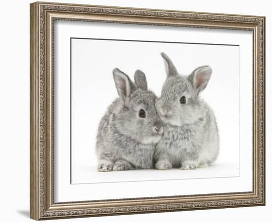 Two Baby Silver Rabbits-Mark Taylor-Framed Photographic Print