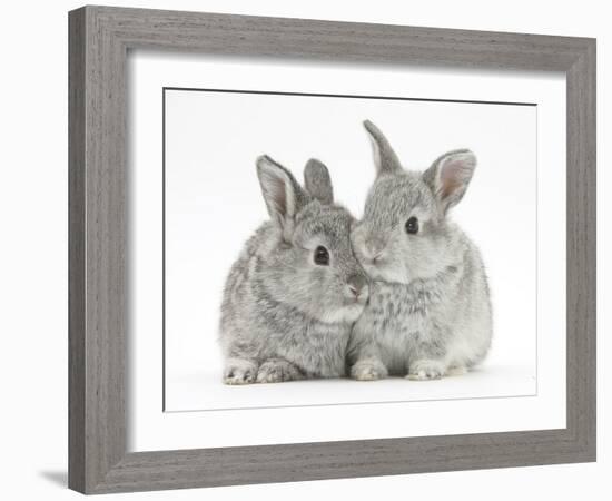 Two Baby Silver Rabbits-Mark Taylor-Framed Photographic Print