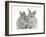 Two Baby Silver Rabbits-Mark Taylor-Framed Photographic Print