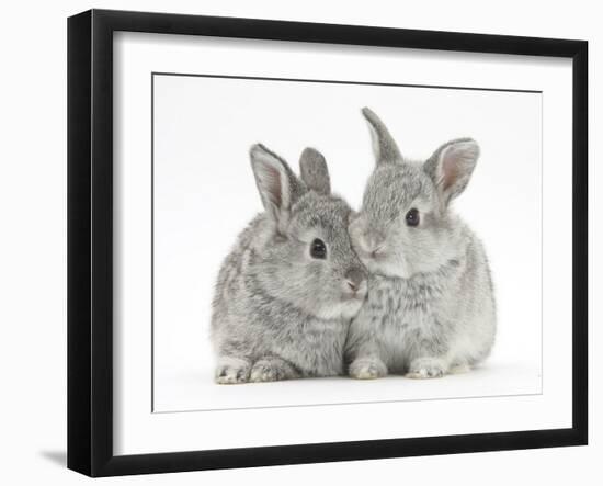 Two Baby Silver Rabbits-Mark Taylor-Framed Photographic Print