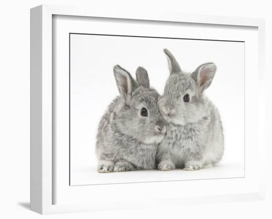 Two Baby Silver Rabbits-Mark Taylor-Framed Photographic Print