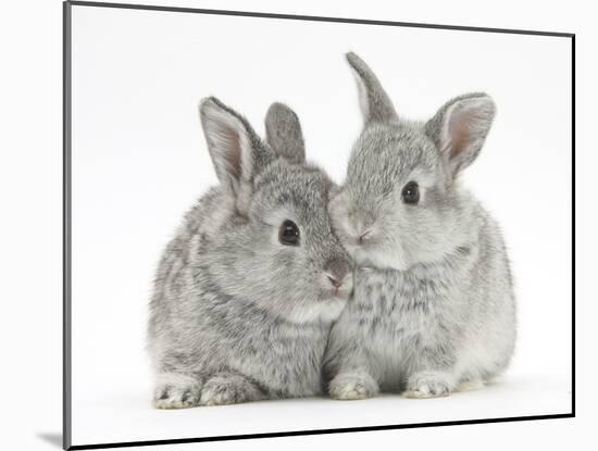Two Baby Silver Rabbits-Mark Taylor-Mounted Photographic Print