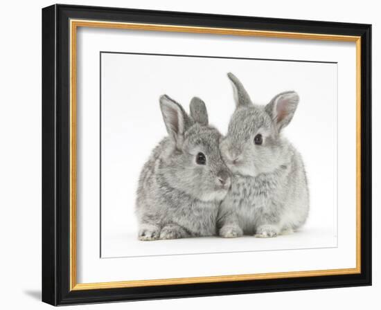 Two Baby Silver Rabbits-Mark Taylor-Framed Photographic Print