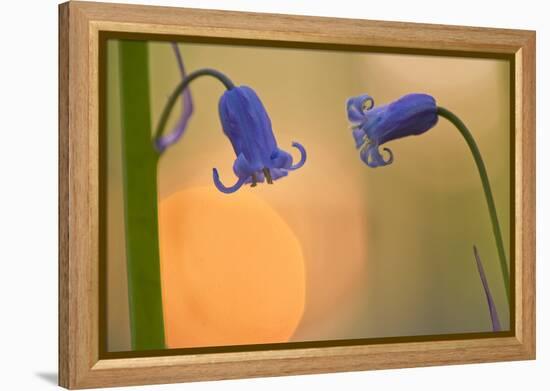 Two Backlit Bluebell Flowers (Hyacinthoides Non-Scripta) Hallerbos, Belgium, April-Biancarelli-Framed Premier Image Canvas