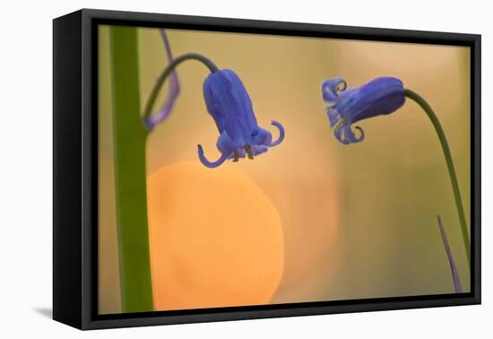 Two Backlit Bluebell Flowers (Hyacinthoides Non-Scripta) Hallerbos, Belgium, April-Biancarelli-Framed Premier Image Canvas