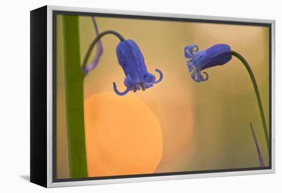 Two Backlit Bluebell Flowers (Hyacinthoides Non-Scripta) Hallerbos, Belgium, April-Biancarelli-Framed Premier Image Canvas