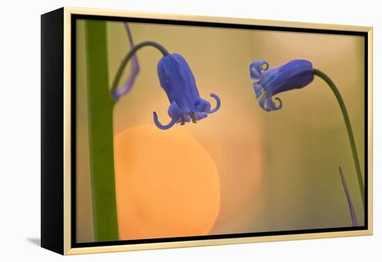 Two Backlit Bluebell Flowers (Hyacinthoides Non-Scripta) Hallerbos, Belgium, April-Biancarelli-Framed Premier Image Canvas