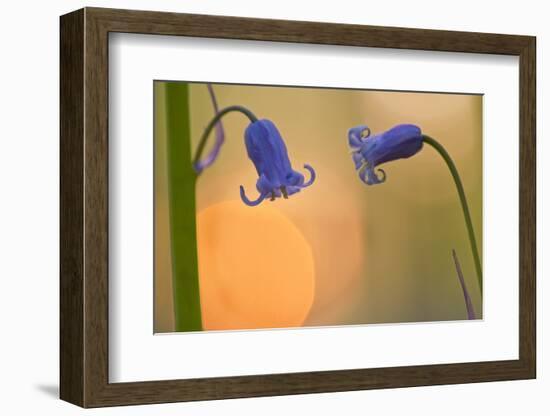 Two Backlit Bluebell Flowers (Hyacinthoides Non-Scripta) Hallerbos, Belgium, April-Biancarelli-Framed Photographic Print