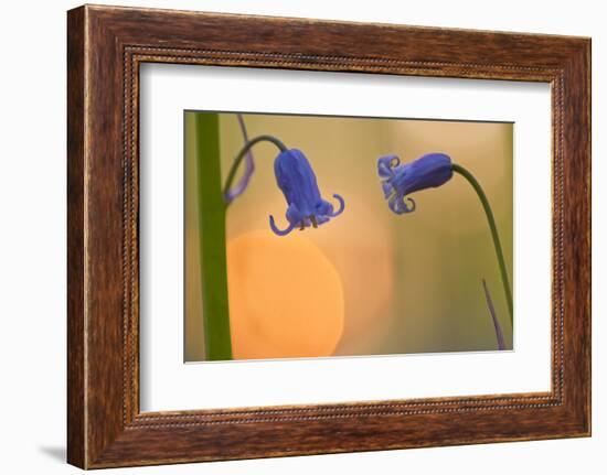 Two Backlit Bluebell Flowers (Hyacinthoides Non-Scripta) Hallerbos, Belgium, April-Biancarelli-Framed Photographic Print