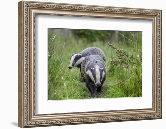 Two Badgers walking along grassy path, Launceston, Cornwall-David Pike-Framed Photographic Print