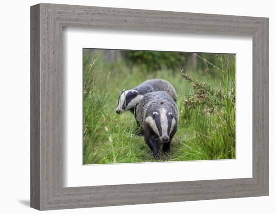 Two Badgers walking along grassy path, Launceston, Cornwall-David Pike-Framed Photographic Print