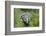 Two Badgers walking along grassy path, Launceston, Cornwall-David Pike-Framed Photographic Print