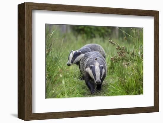 Two Badgers walking along grassy path, Launceston, Cornwall-David Pike-Framed Photographic Print