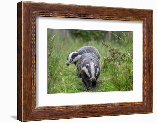 Two Badgers walking along grassy path, Launceston, Cornwall-David Pike-Framed Photographic Print