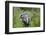 Two Badgers walking along grassy path, Launceston, Cornwall-David Pike-Framed Photographic Print