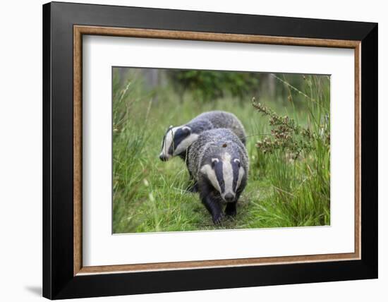 Two Badgers walking along grassy path, Launceston, Cornwall-David Pike-Framed Photographic Print