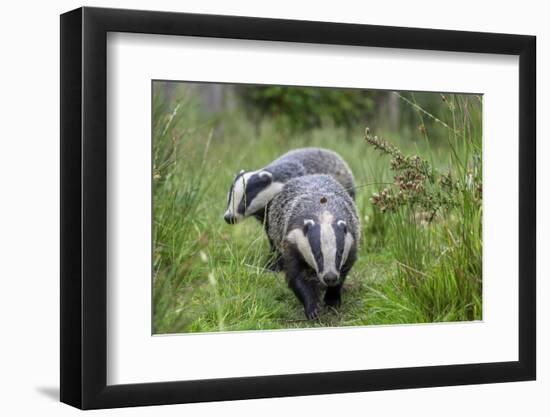 Two Badgers walking along grassy path, Launceston, Cornwall-David Pike-Framed Photographic Print