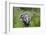 Two Badgers walking along grassy path, Launceston, Cornwall-David Pike-Framed Photographic Print