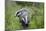 Two Badgers walking along grassy path, Launceston, Cornwall-David Pike-Mounted Photographic Print