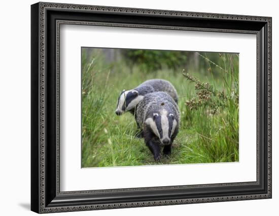 Two Badgers walking along grassy path, Launceston, Cornwall-David Pike-Framed Photographic Print