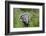 Two Badgers walking along grassy path, Launceston, Cornwall-David Pike-Framed Photographic Print