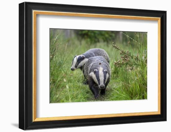 Two Badgers walking along grassy path, Launceston, Cornwall-David Pike-Framed Photographic Print