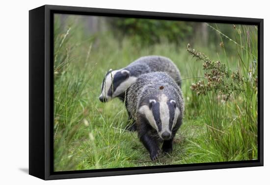 Two Badgers walking along grassy path, Launceston, Cornwall-David Pike-Framed Premier Image Canvas