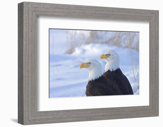 Two Bald Eagles (Haliaeetus leucocephalus), Alaska, US-Keren Su-Framed Photographic Print