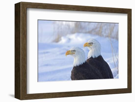 Two Bald Eagles (Haliaeetus leucocephalus), Alaska, US-Keren Su-Framed Photographic Print