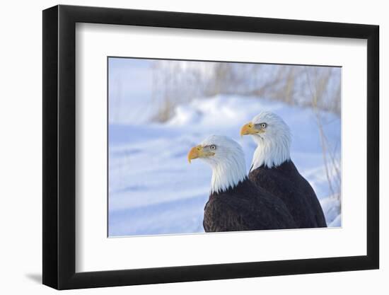 Two Bald Eagles (Haliaeetus leucocephalus), Alaska, US-Keren Su-Framed Photographic Print