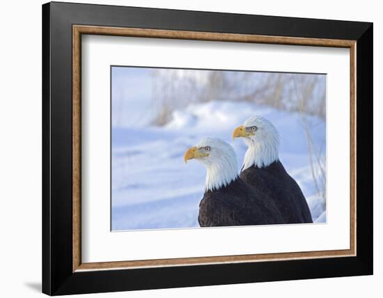 Two Bald Eagles (Haliaeetus leucocephalus), Alaska, US-Keren Su-Framed Photographic Print