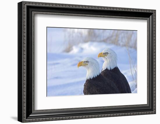 Two Bald Eagles (Haliaeetus leucocephalus), Alaska, US-Keren Su-Framed Photographic Print