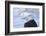 Two Bald Eagles (Haliaeetus leucocephalus), Alaska, US-Keren Su-Framed Photographic Print