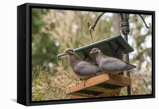 Two Band-tailed Pigeons in a birdfeeder-Janet Horton-Framed Premier Image Canvas