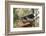 Two Band-tailed Pigeons in a birdfeeder-Janet Horton-Framed Photographic Print