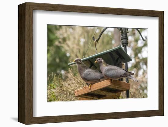 Two Band-tailed Pigeons in a birdfeeder-Janet Horton-Framed Photographic Print