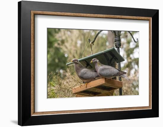 Two Band-tailed Pigeons in a birdfeeder-Janet Horton-Framed Photographic Print