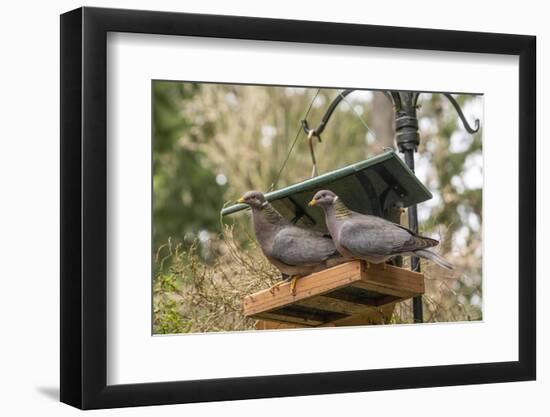 Two Band-tailed Pigeons in a birdfeeder-Janet Horton-Framed Photographic Print