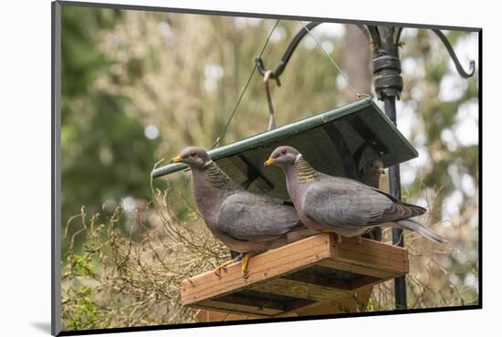 Two Band-tailed Pigeons in a birdfeeder-Janet Horton-Mounted Photographic Print