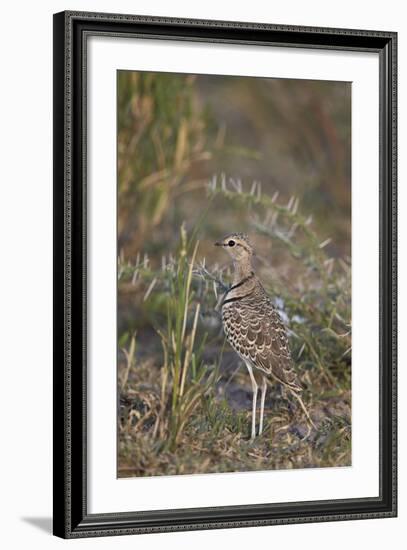 Two-Banded Courser (Double-Banded Courser) (Rhinoptilus Africanus)-James Hager-Framed Photographic Print