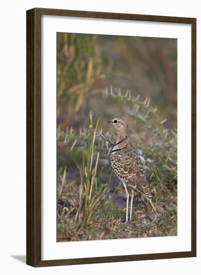 Two-Banded Courser (Double-Banded Courser) (Rhinoptilus Africanus)-James Hager-Framed Photographic Print