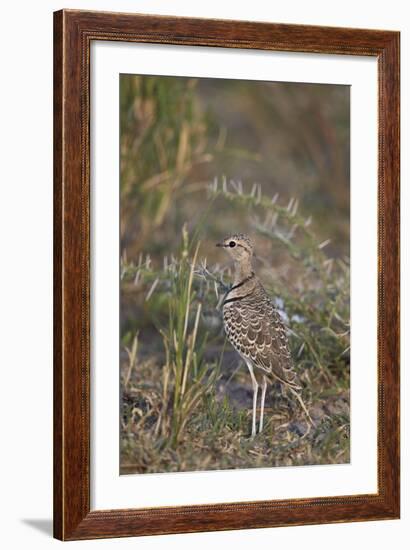 Two-Banded Courser (Double-Banded Courser) (Rhinoptilus Africanus)-James Hager-Framed Photographic Print