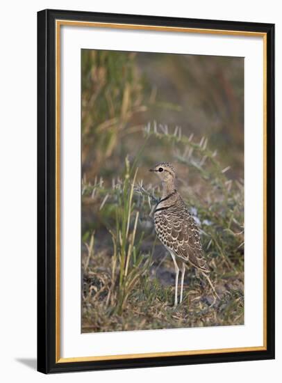 Two-Banded Courser (Double-Banded Courser) (Rhinoptilus Africanus)-James Hager-Framed Photographic Print