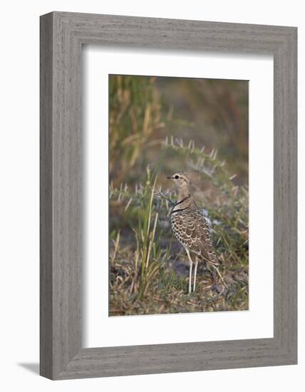 Two-Banded Courser (Double-Banded Courser) (Rhinoptilus Africanus)-James Hager-Framed Photographic Print