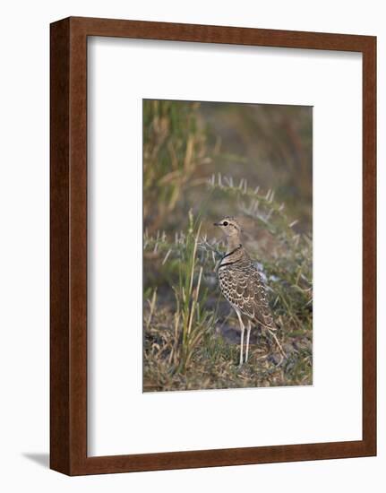 Two-Banded Courser (Double-Banded Courser) (Rhinoptilus Africanus)-James Hager-Framed Photographic Print