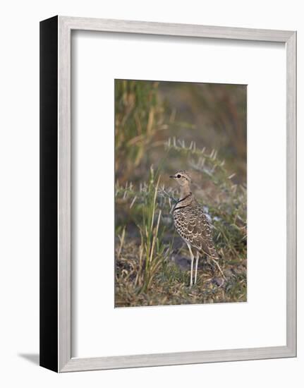 Two-Banded Courser (Double-Banded Courser) (Rhinoptilus Africanus)-James Hager-Framed Photographic Print