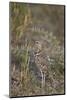 Two-Banded Courser (Double-Banded Courser) (Rhinoptilus Africanus)-James Hager-Mounted Photographic Print